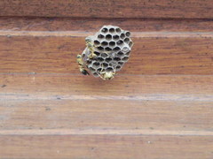 Mischocyttarus cerberus