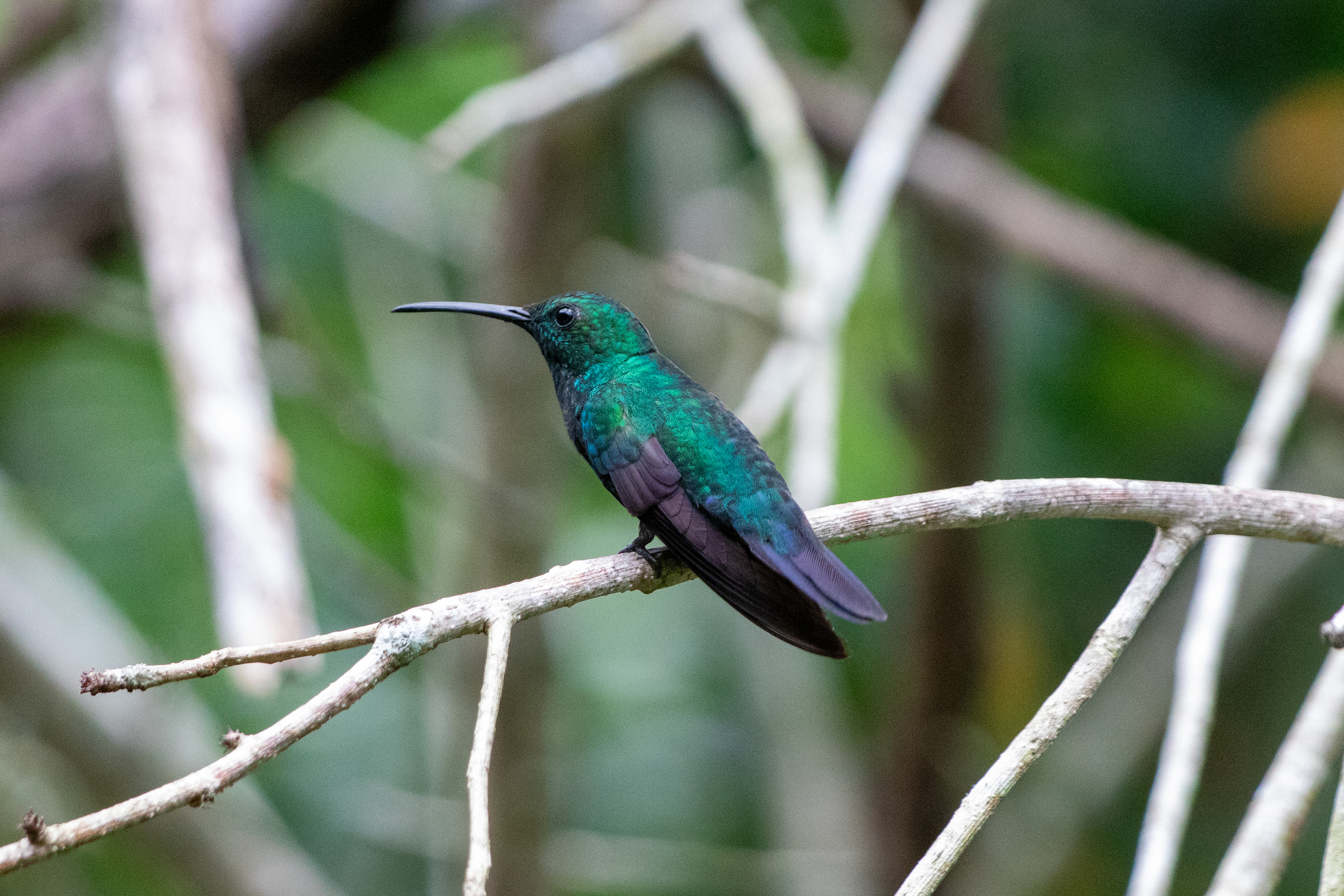 Green Mango (Anthracothorax viridis), photo 5