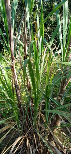 Saccharum officinarum, photograph 4