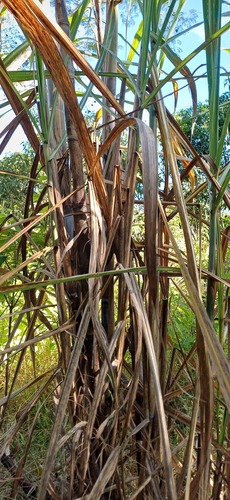Saccharum officinarum, photograph 2
