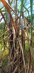 Saccharum officinarum, photograph (c) Wallace Carneiro Almeida, some rights reserved (CC BY-SA)