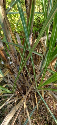 Saccharum officinarum, photograph 3