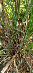Saccharum officinarum, photograph (c) Wallace Carneiro Almeida, some rights reserved (CC BY-SA)