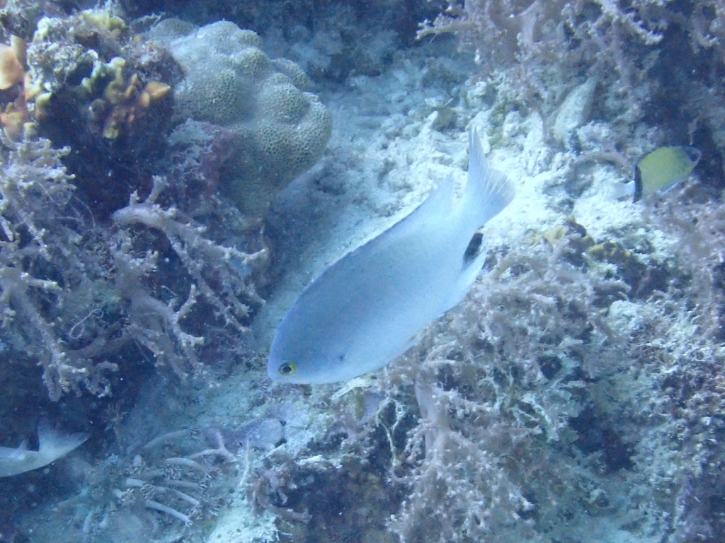 Black-spot Damsel