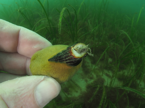 Tritia reticulata