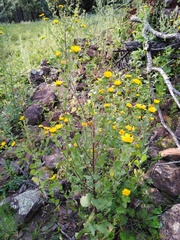 Grindelia oxylepis
