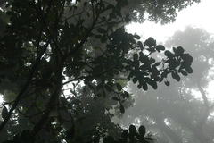 Solandra grandiflora