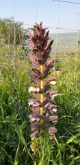 Acanthus syriacus