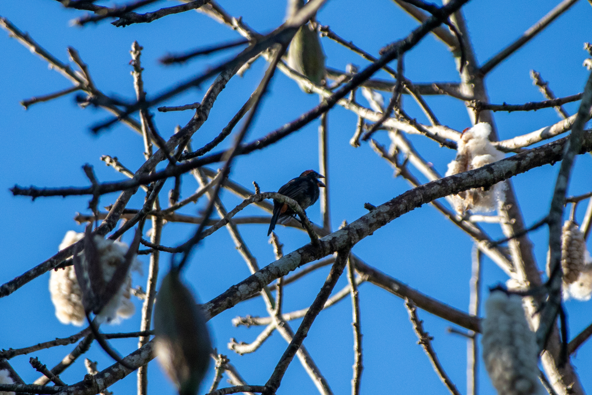 Puerto Rican Bullfinch (Melopyrrha portoricensis), photo 5