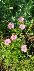 Linum pubescens