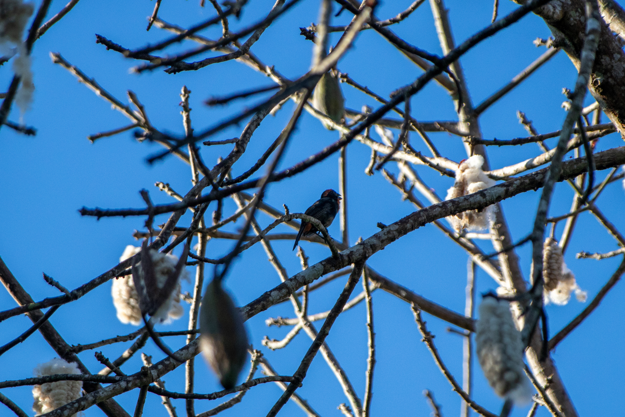 Puerto Rican Bullfinch (Melopyrrha portoricensis), photo 6