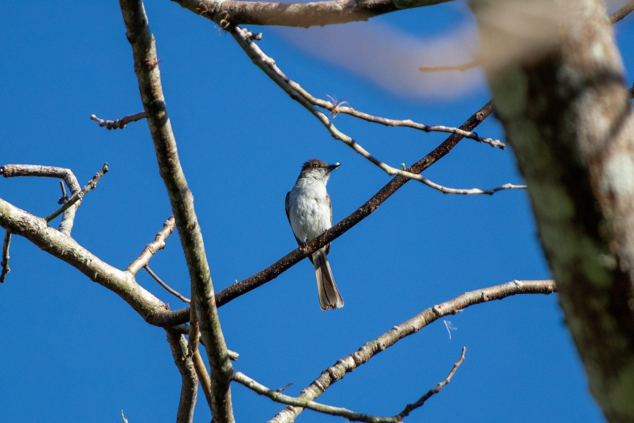 Puerto Rican Flycatcher (Myiarchus antillarum), photo 5