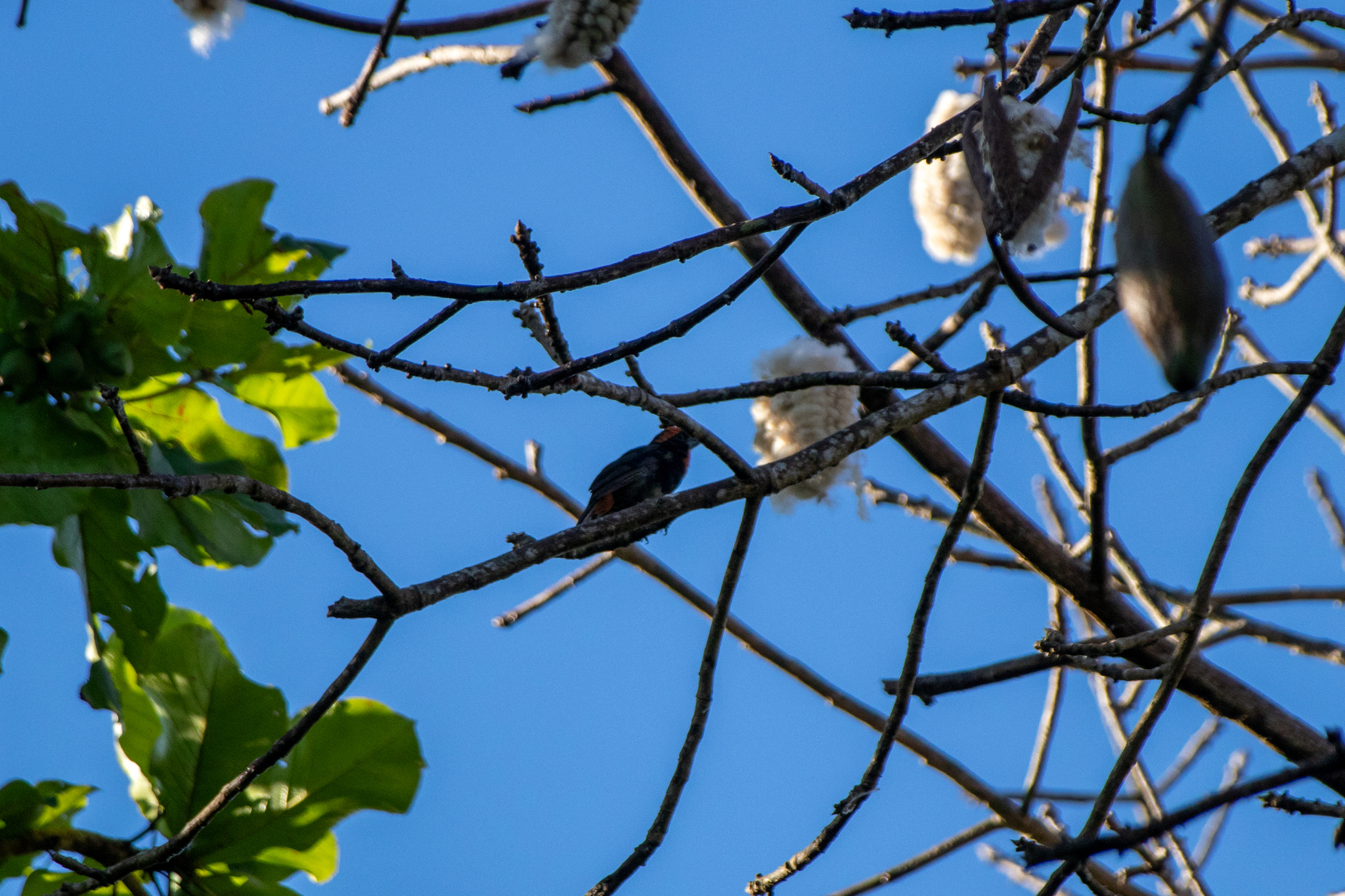 Puerto Rican Bullfinch (Melopyrrha portoricensis), photo 7