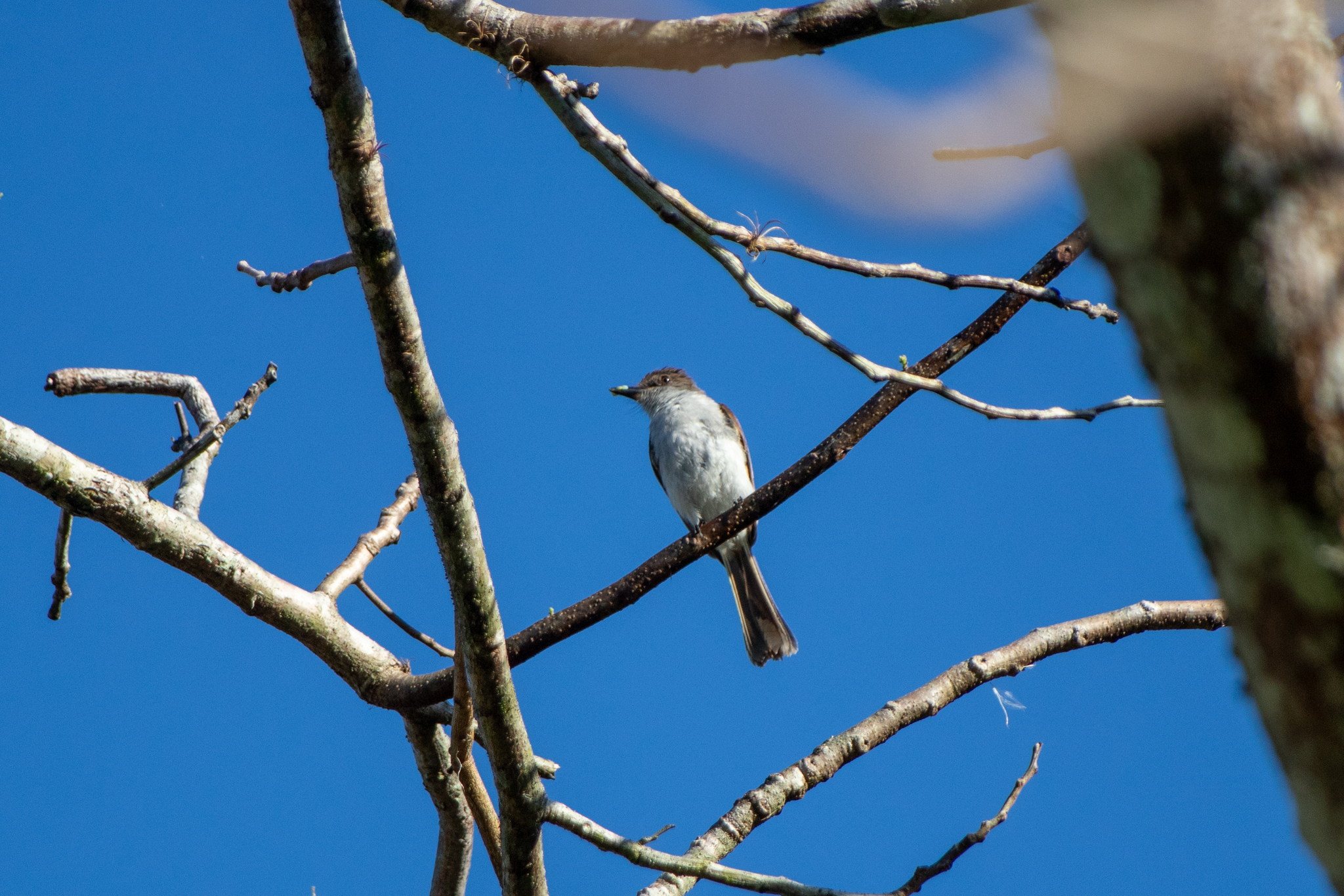 Puerto Rican Flycatcher (Myiarchus antillarum), photo 7