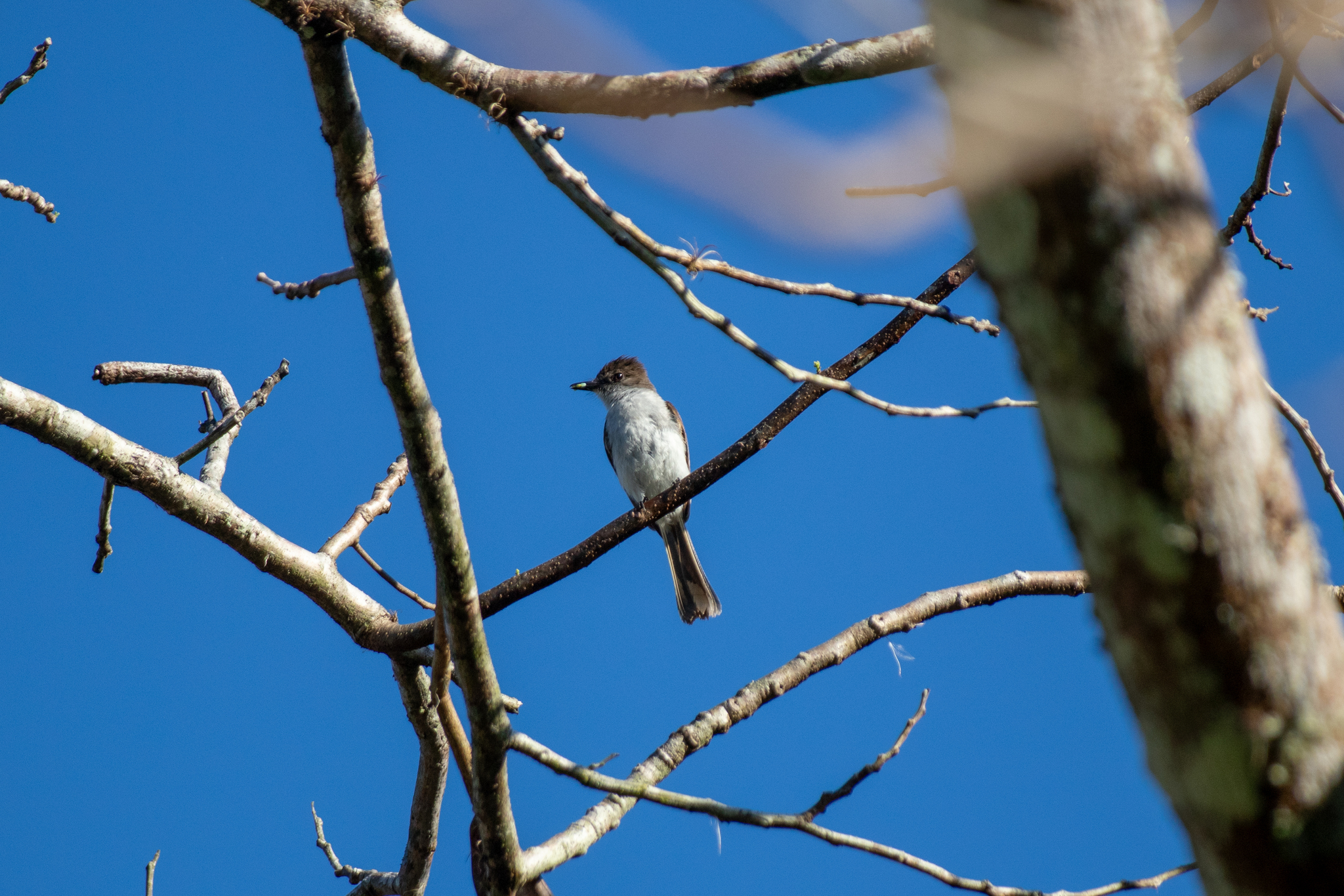 Puerto Rican Flycatcher (Myiarchus antillarum), photo 6
