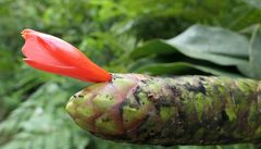 Costus weberbaueri
