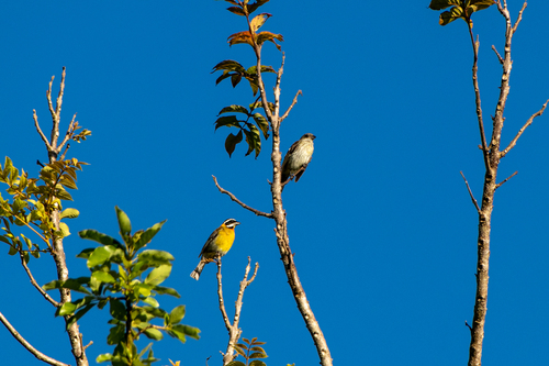 Puerto Rican Spindalis (Spindalis portoricensis), photo 3