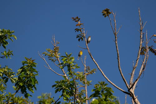 Puerto Rican Spindalis (Spindalis portoricensis), photo 4