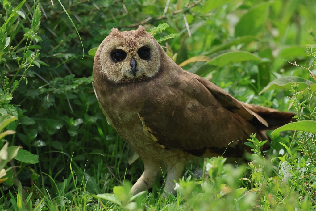 Marsh Owl