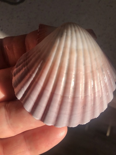 Pecten fumatus