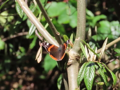 Red Admiral