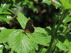 Speckled Wood
