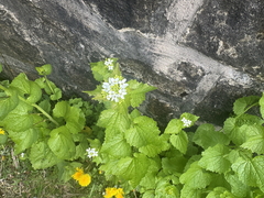 garlic mustard