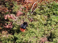 Red-tailed Bumble Bee