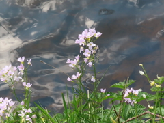 Cuckooflower