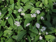Ramsons