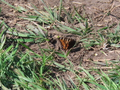 Small Tortoiseshell