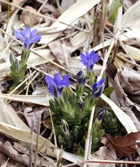 Gentiana thunbergii thunbergii