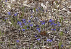 Gentiana thunbergii thunbergii