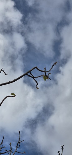 Bursera karsteniana Engl.