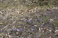 Gentiana thunbergii thunbergii