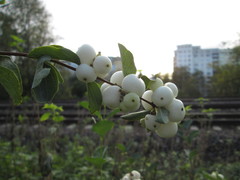 Symphoricarpos albus
