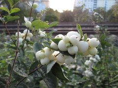 Symphoricarpos albus