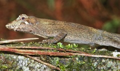 Anolis caceresae