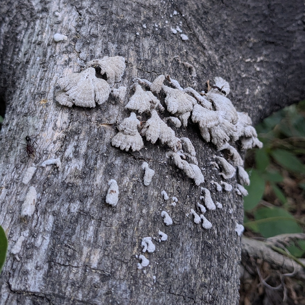 Schizophyllum commune · April 2026 · photo: © lukelythgoe (iNaturalist, cc0)