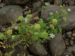 Cnidium monnieri