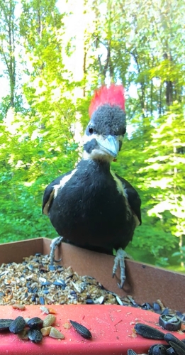 Pileated Woodpecker photographed in Maryland