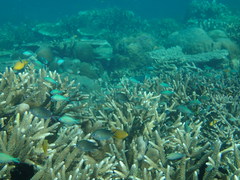 Chromis ternatensis