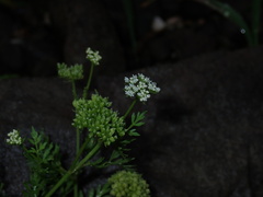 Cnidium monnieri, photograph (c) chiuluan, some rights reserved (CC BY)