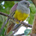 Bruce's Green-Pigeon - Photo (c) Nik Borrow, some rights reserved (CC BY-NC), uploaded by Nik Borrow