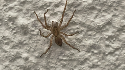 Buzzing Spider, Zutphensestraat, Apeldoorn, Gelderland, NL, photo 4 of 10