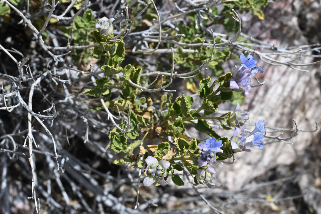Salvia mohavensis; photograph (c) Trevor Van Loon, some rights reserved (CC BY)