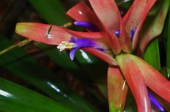 Tillandsia yunckeri