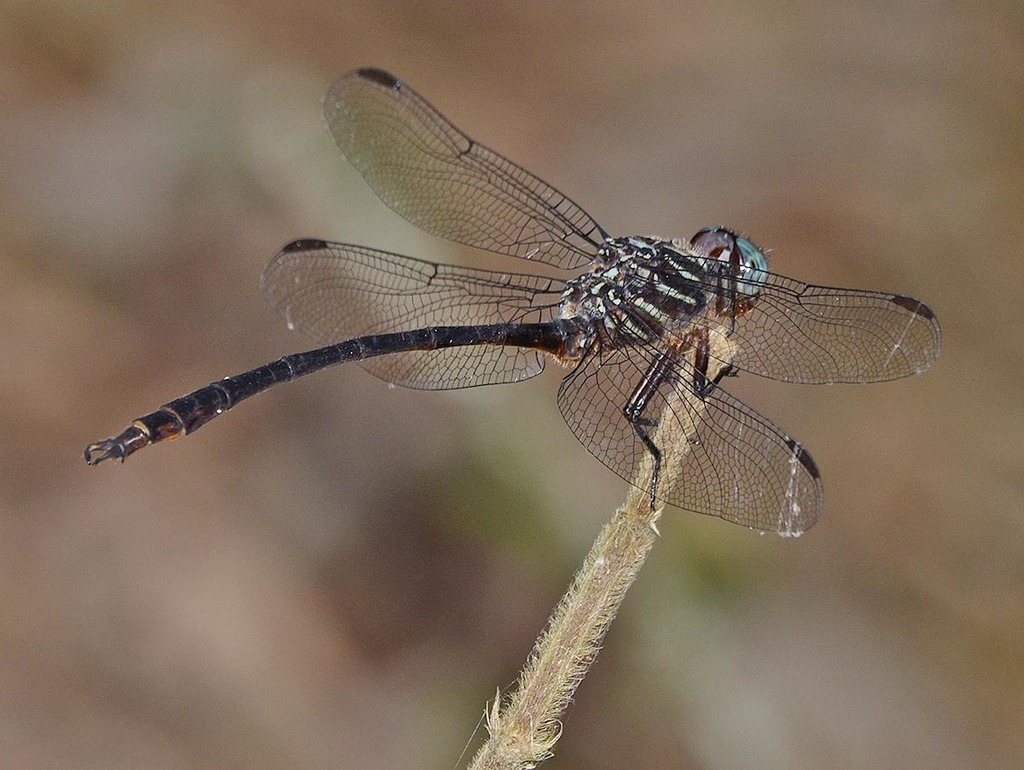 Aphylla molossus
