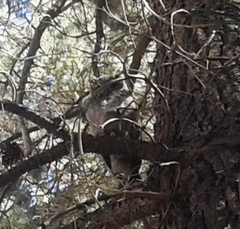 Bubo virginianus magellanicus