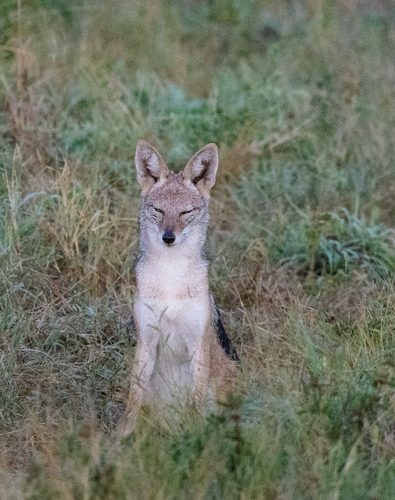 Southern Black-backed Jackal